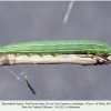 hyponephele lupina azer larva final8